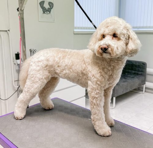 Australian Labradoodle Lemmikkimalli