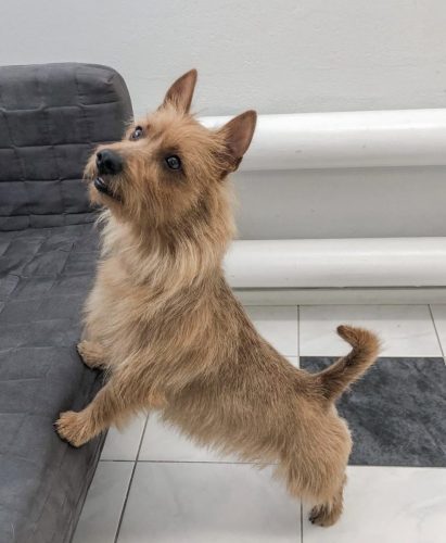 Australianterrieri Nypintä