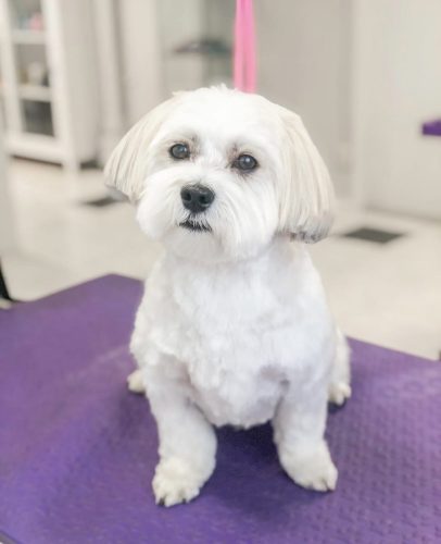 Havannankoira Lemmikkimalli