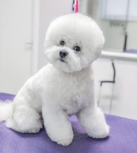 Bichon Frise Lemmikkimalli